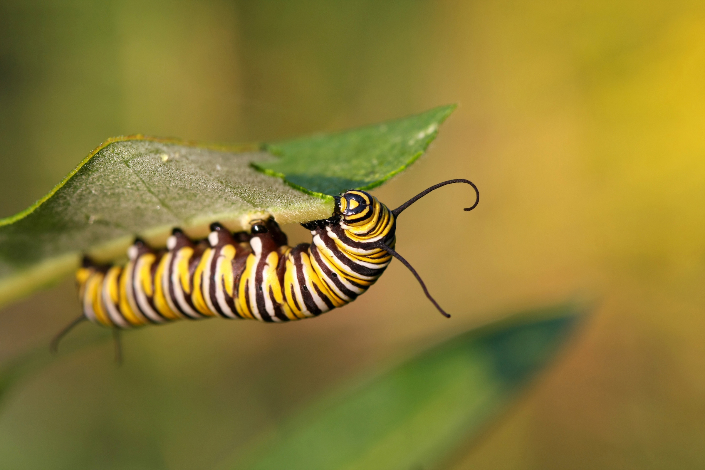 A Channeled Message: The Determination of the Caterpillar